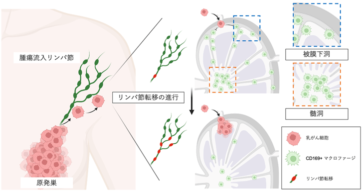 文章を入れてください