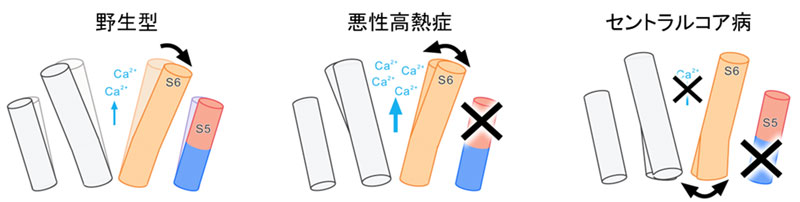 文章を入れてください