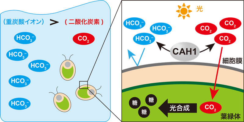 文章を入れてください
