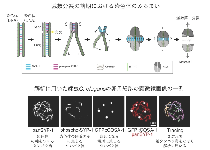 文章を入れてください