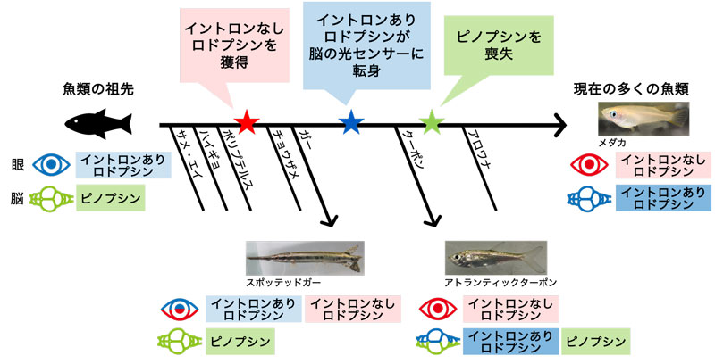 文章を入れてください