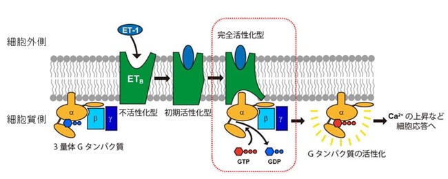 文章を入れてください