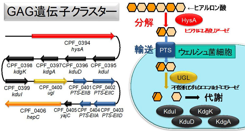 文章を入れてください