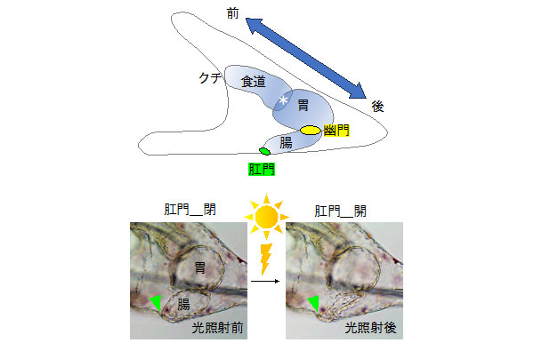文章を入れてください