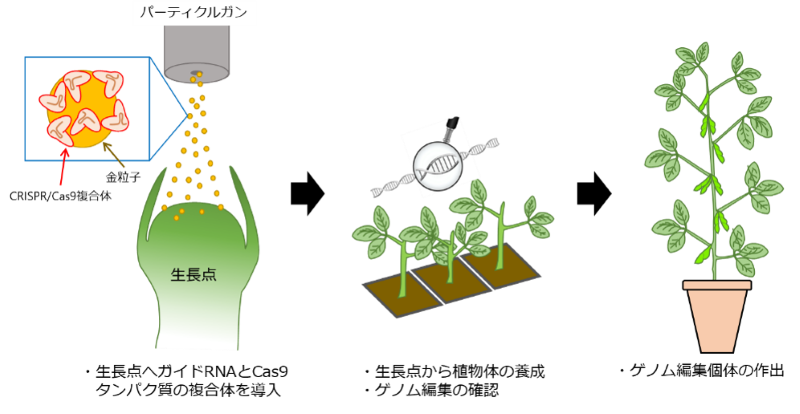 文章を入れてください