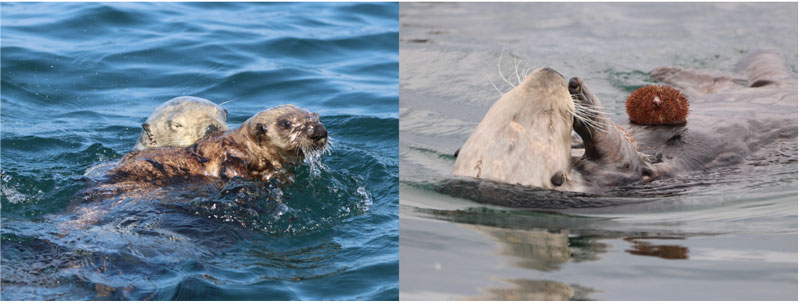 文章を入れてください
