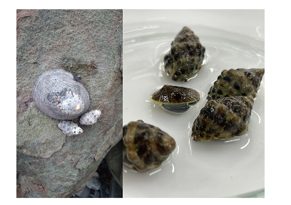 文章を入れてください