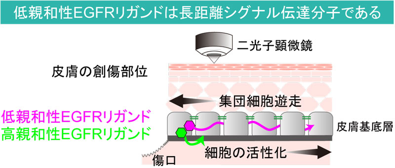 文章を入れてください