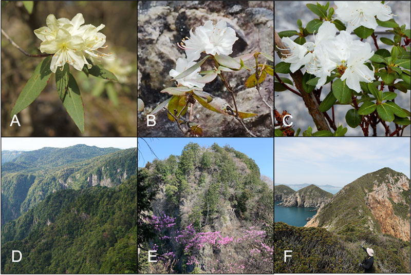 文章を入れてください