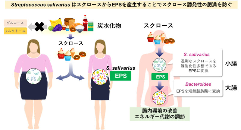 文章を入れてください