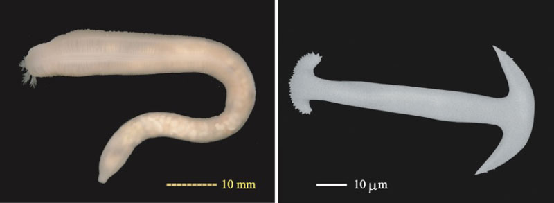 文章を入れてください