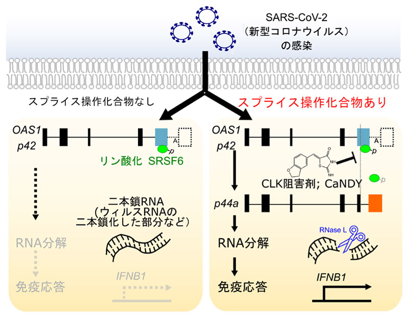 文章を入れてください