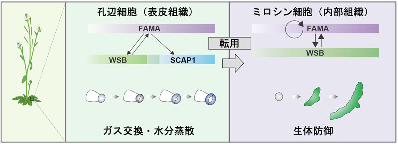 文章を入れてください