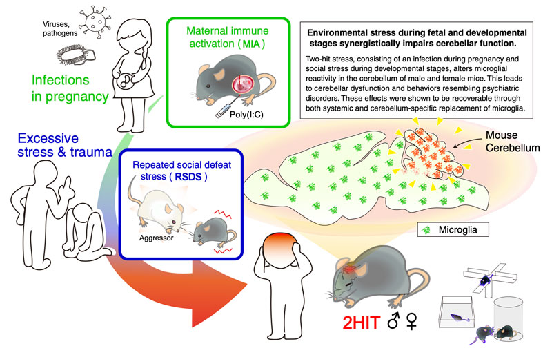 文章を入れてください