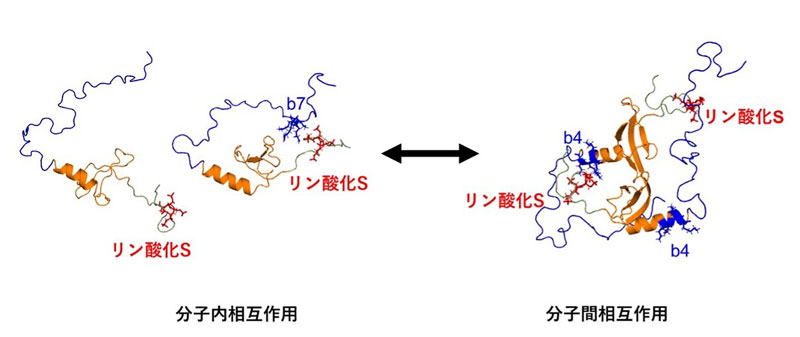 文章を入れてください
