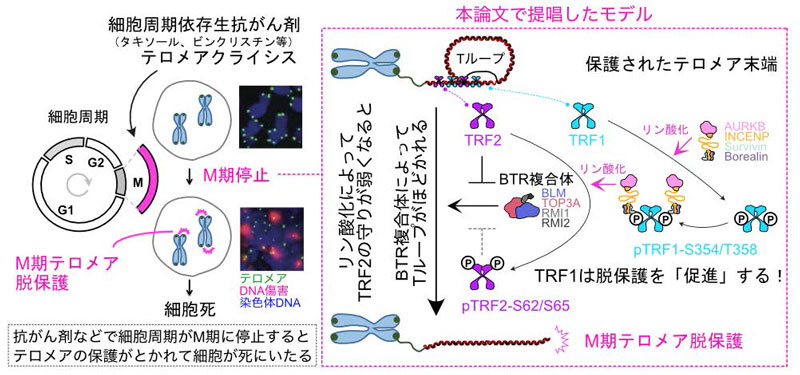 文章を入れてください