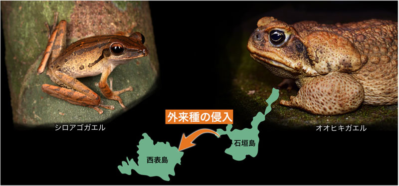 文章を入れてください