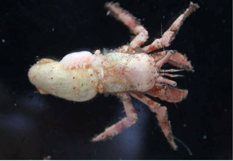 文章を入れてください