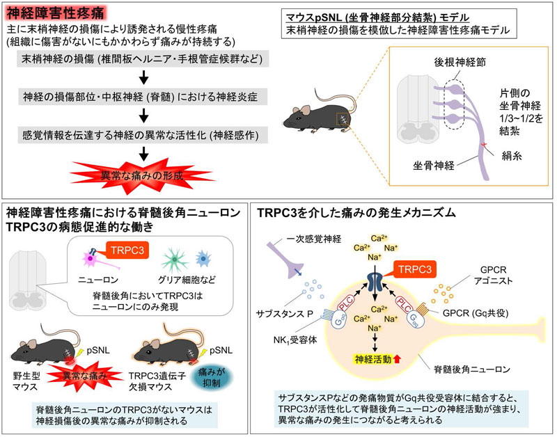 文章を入れてください