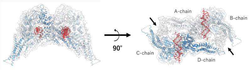 文章を入れてください