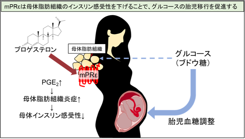 文章を入れてください