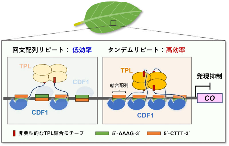 文章を入れてください