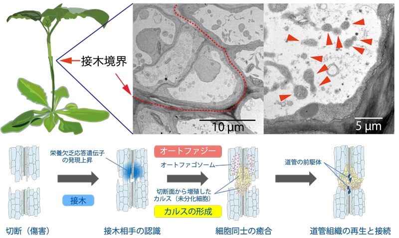 文章を入れてください