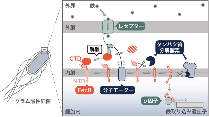 文章を入れてください