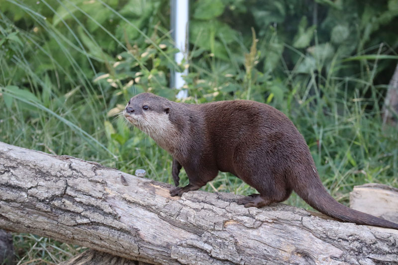 文章を入れてください