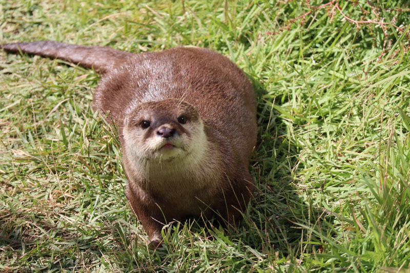 文章を入れてください