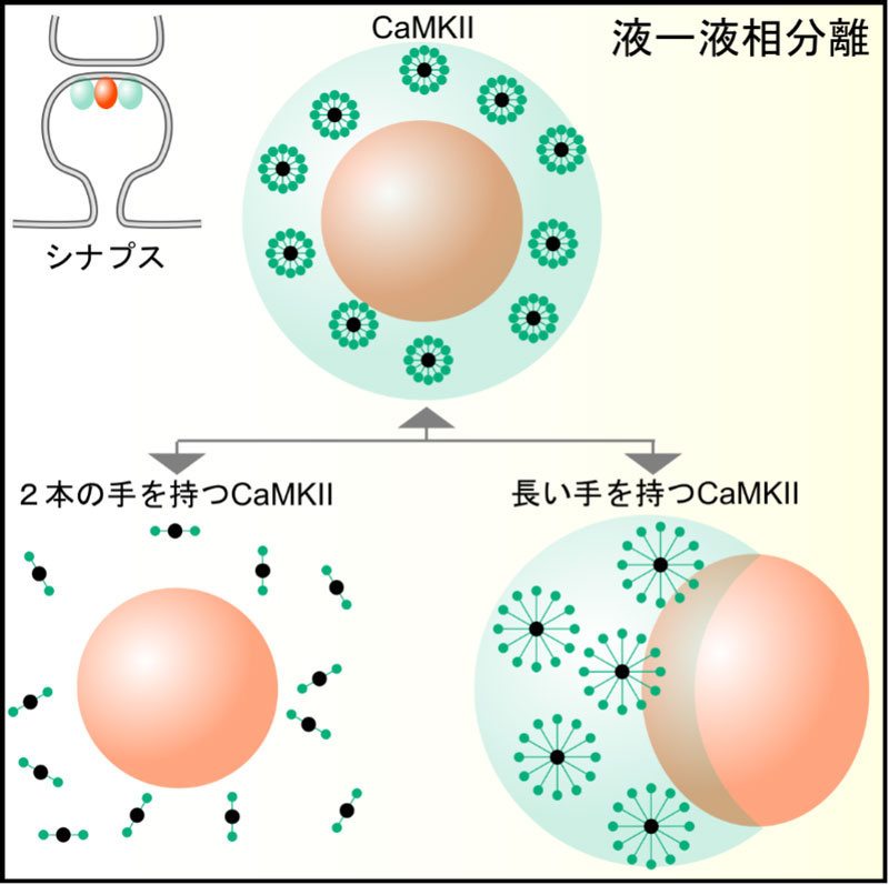 文章を入れてください