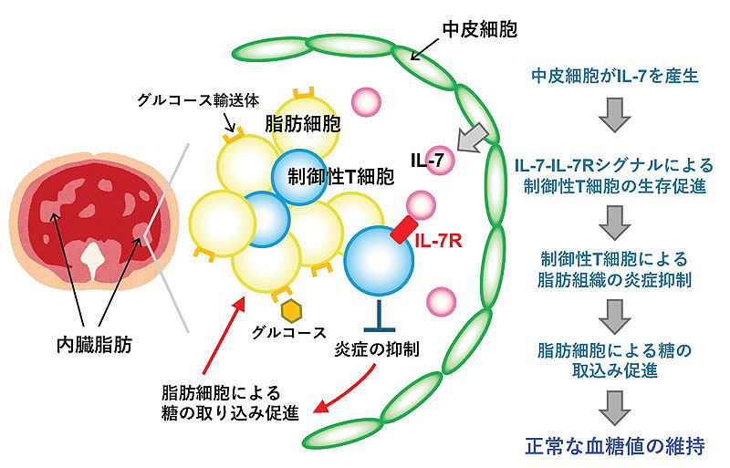 文章を入れてください
