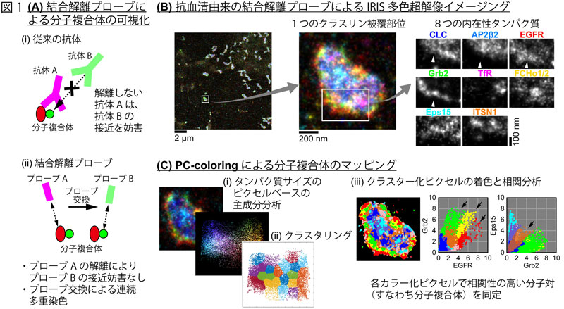 文章を入れてください