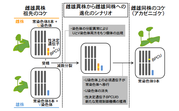 文章を入れてください
