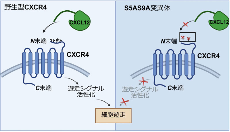 文章を入れてください