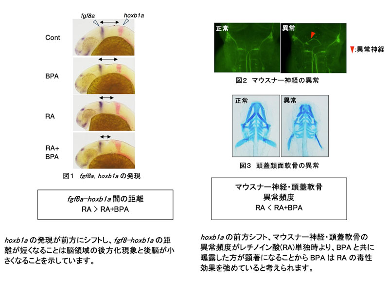 文章を入れてください