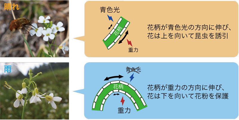 文章を入れてください