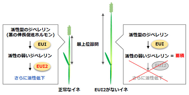 文章を入れてください