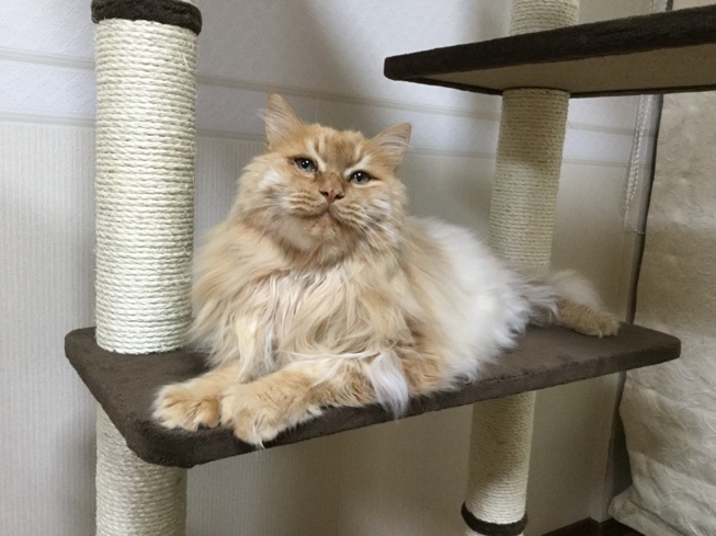 文章を入れてください