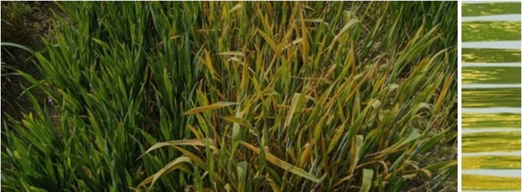 文章を入れてください