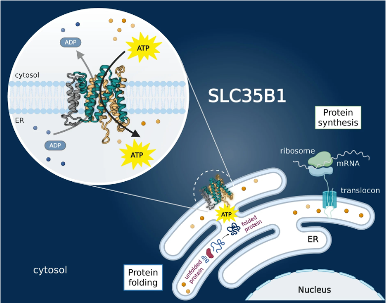 文章を入れてください
