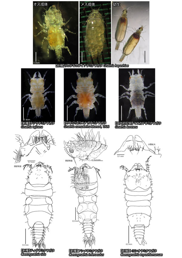文章を入れてください