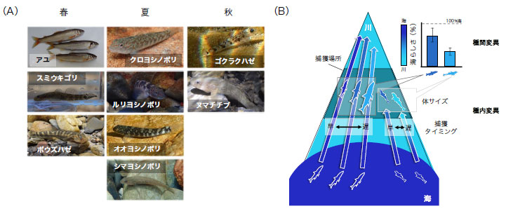 文章を入れてください