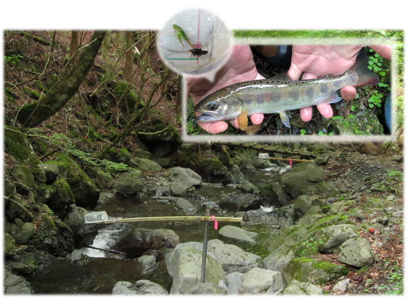 文章を入れてください