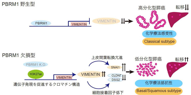 文章を入れてください