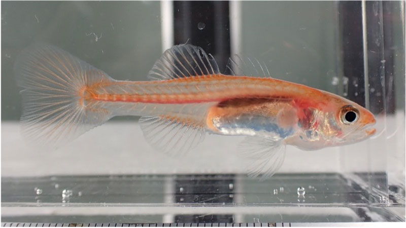 文章を入れてください