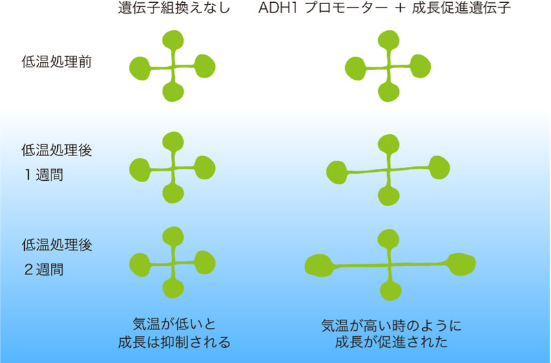 文章を入れてください