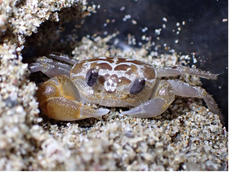 文章を入れてください