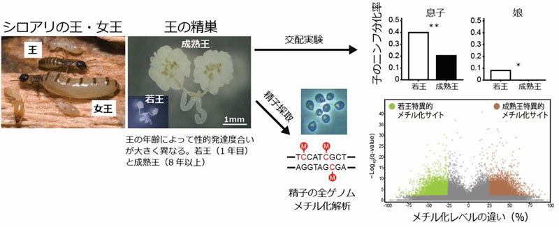 文章を入れてください