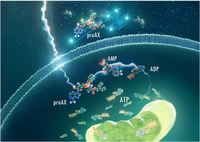 文章を入れてください